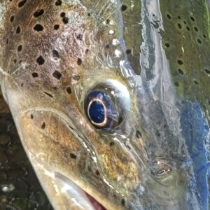Fly Fishing in Poland Dunajec River (15)